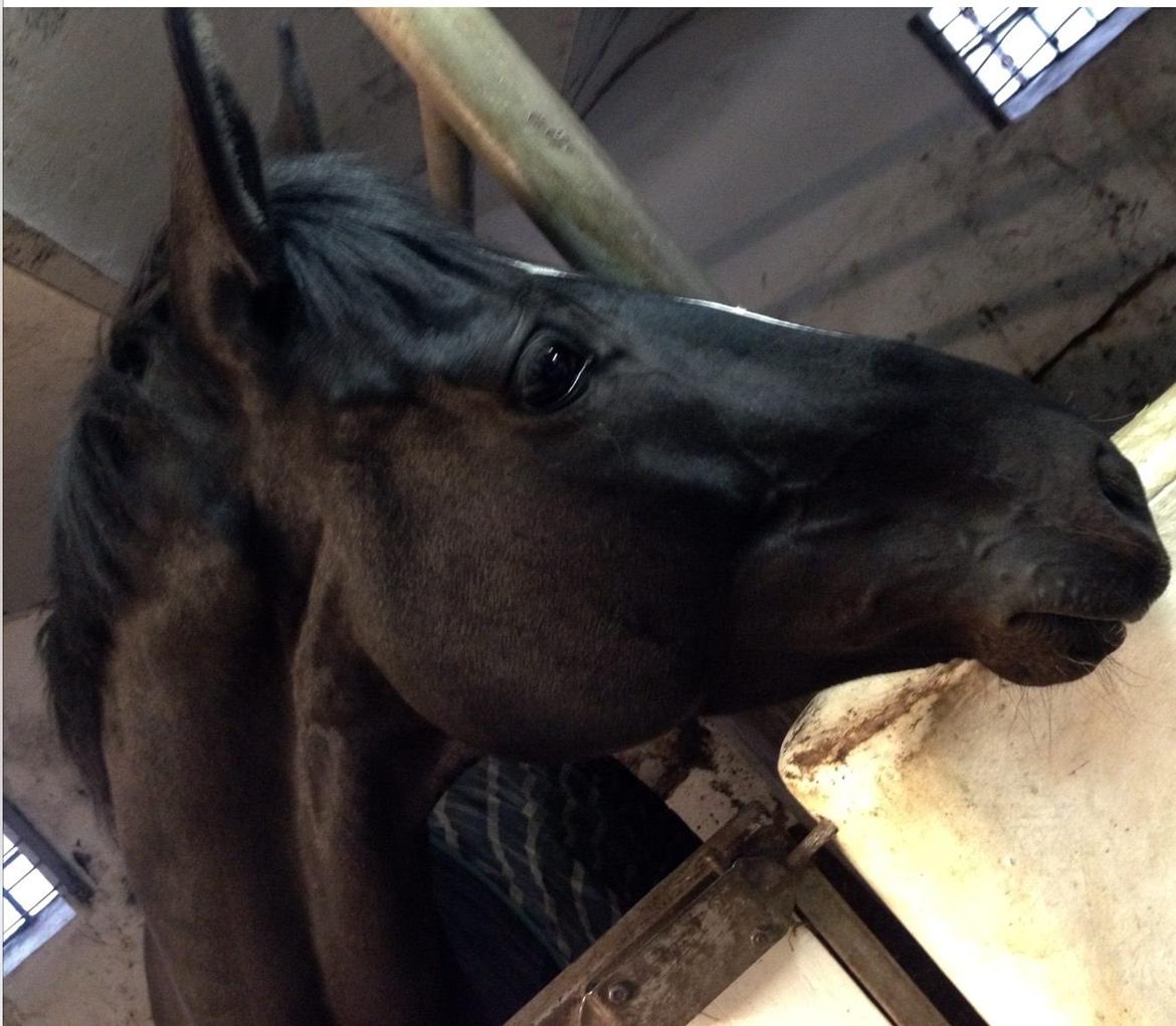 Dansk Varmblod Lyngbakgaard's Narcoh billede 15