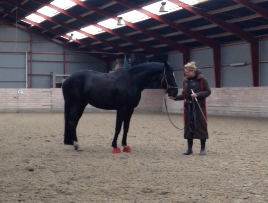 Dansk Varmblod Lyngbakgaard's Narcoh billede 16