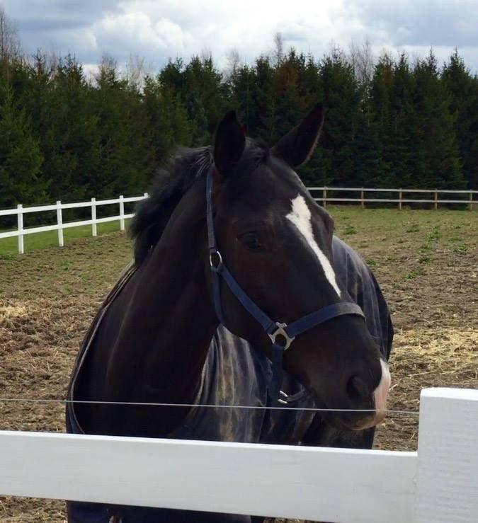 Dansk Varmblod Lyngbakgaard's Narcoh billede 12