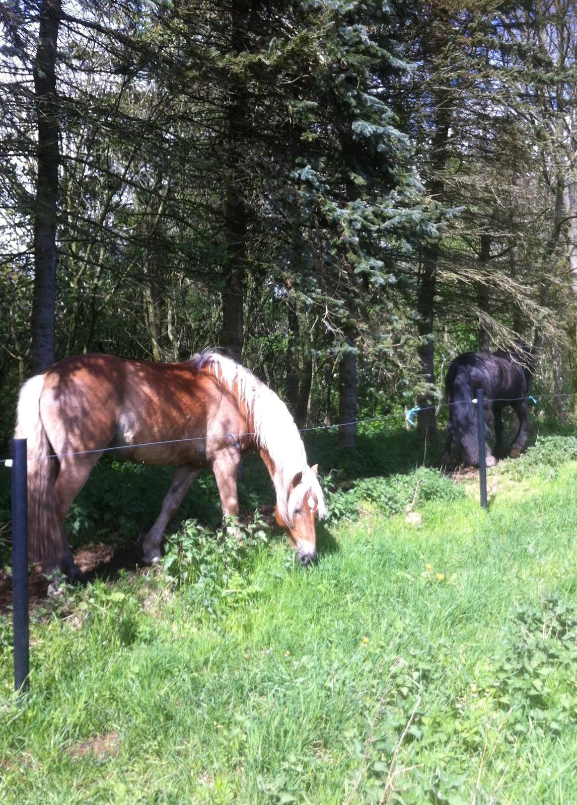 Haflinger Nam Nam billede 2