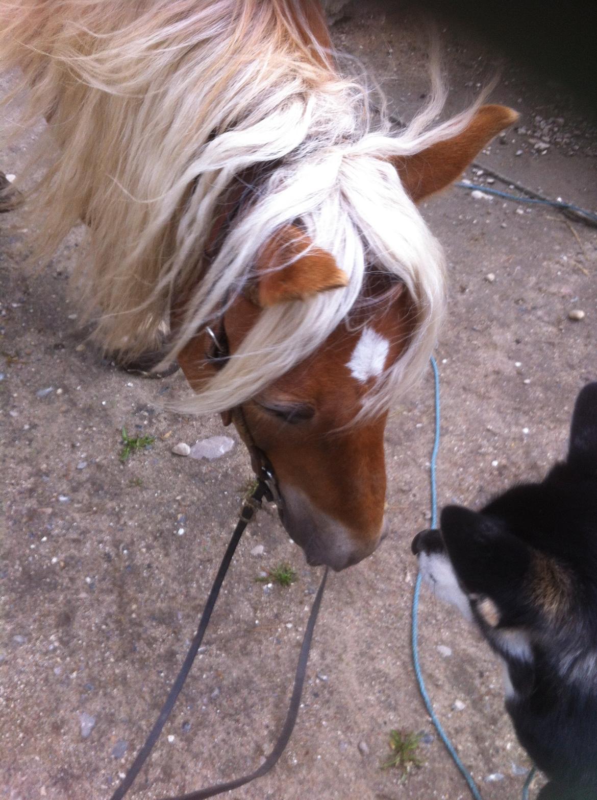 Haflinger Nam Nam billede 3