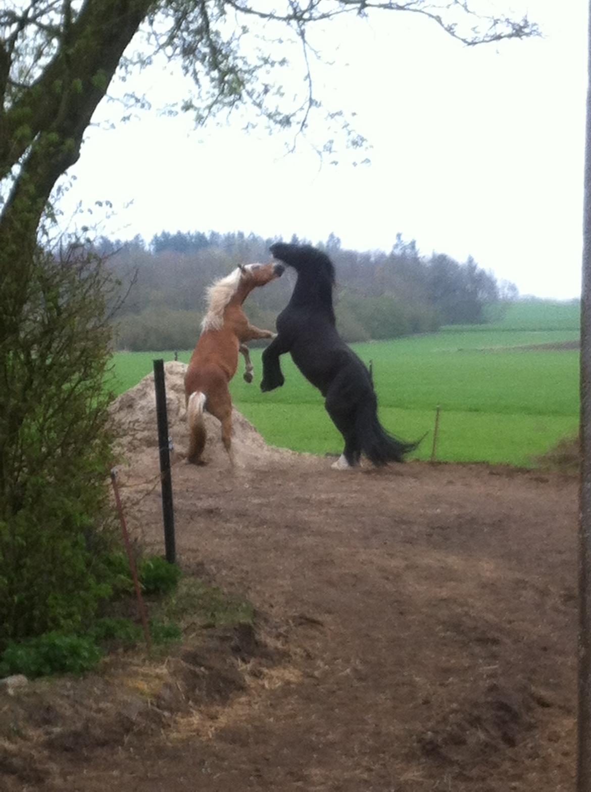 Haflinger Nam Nam billede 5