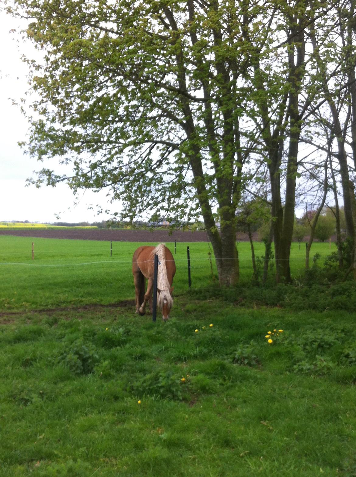 Haflinger Nam Nam billede 7