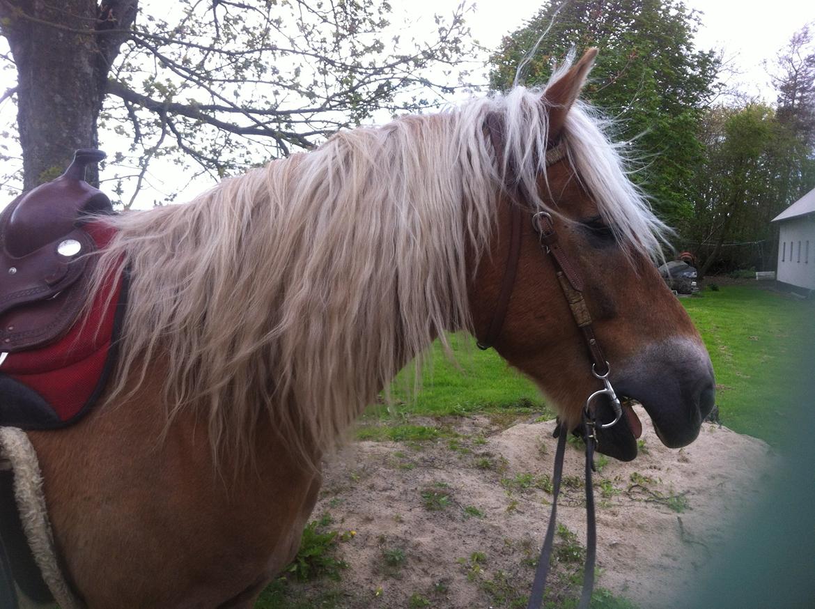 Haflinger Nam Nam billede 9