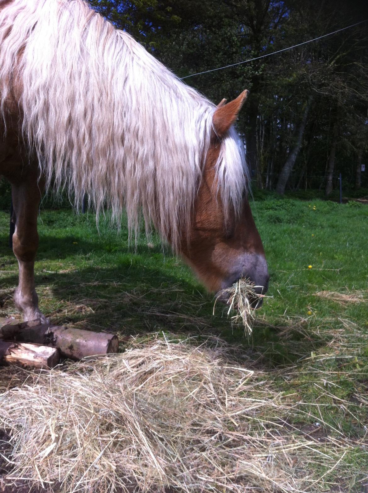 Haflinger Nam Nam billede 11