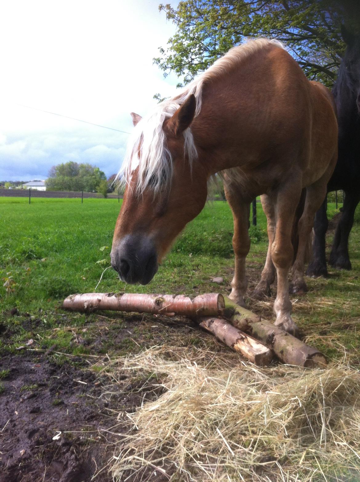 Haflinger Nam Nam billede 6