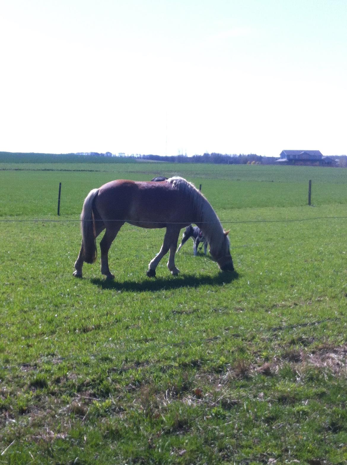 Haflinger Nam Nam billede 14