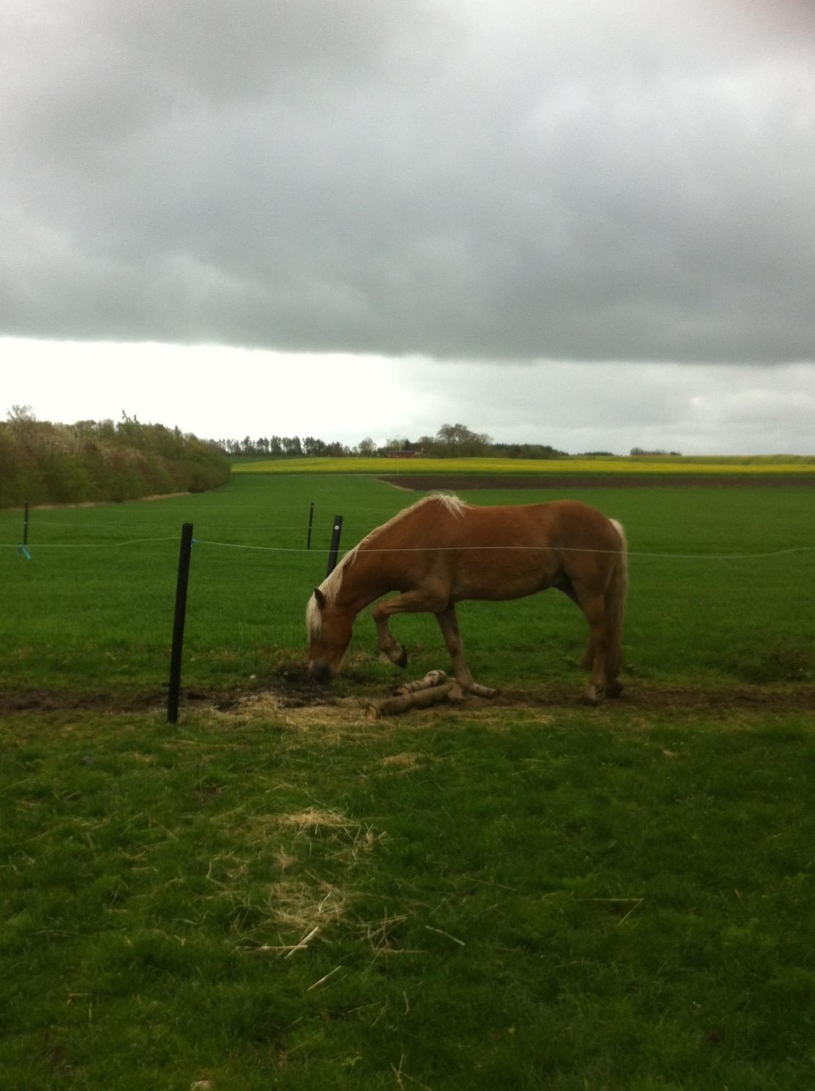 Haflinger Nam Nam billede 15