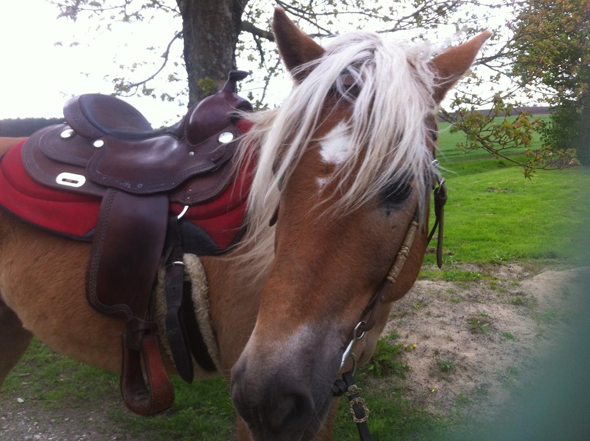 Haflinger Nam Nam billede 16