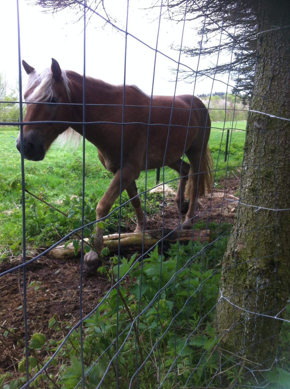 Haflinger Nam Nam billede 17