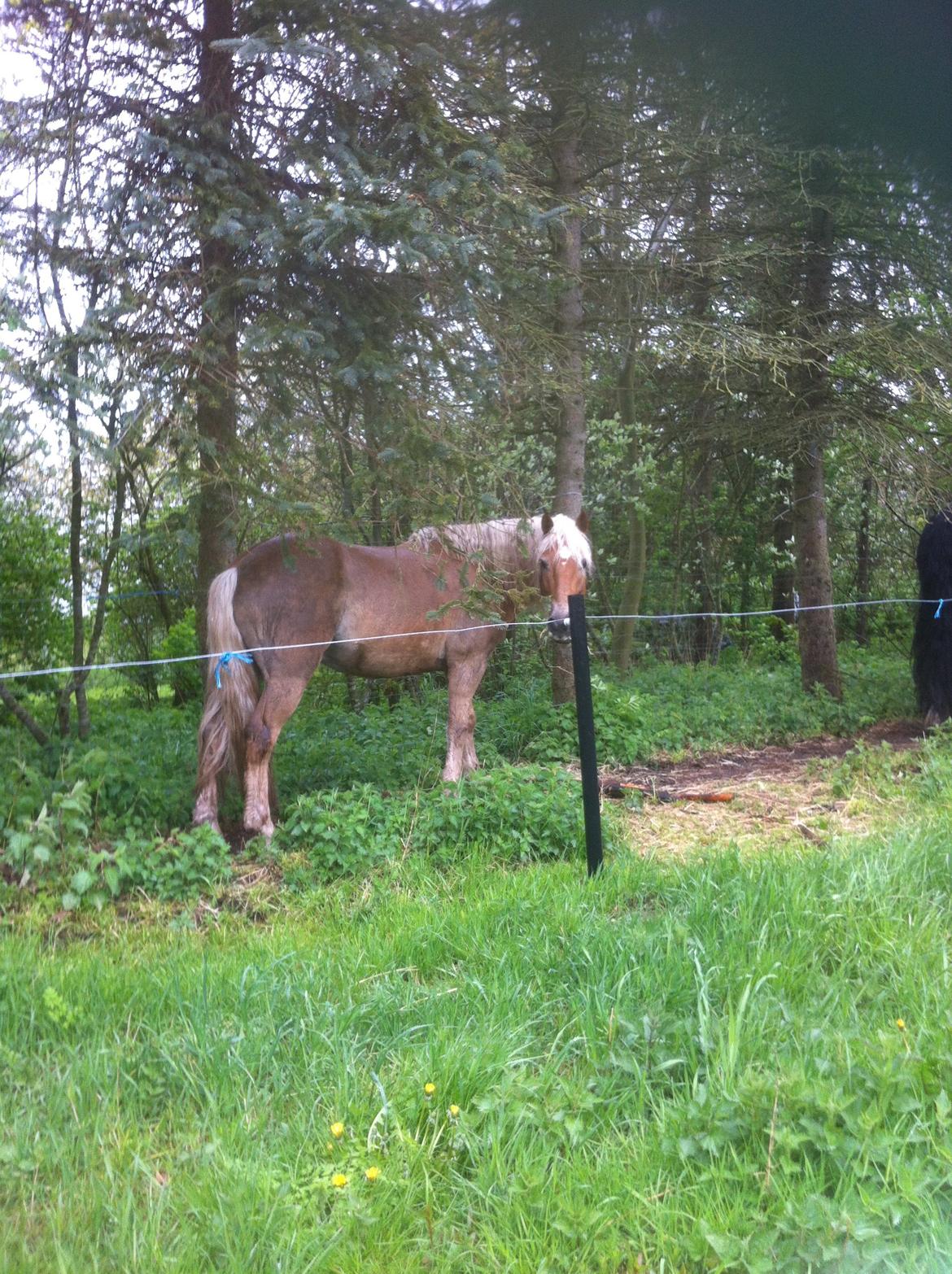 Haflinger Nam Nam billede 19