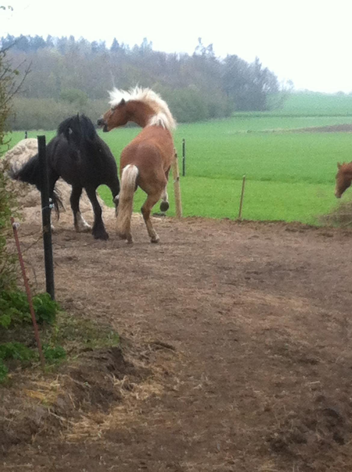 Haflinger Nam Nam billede 12