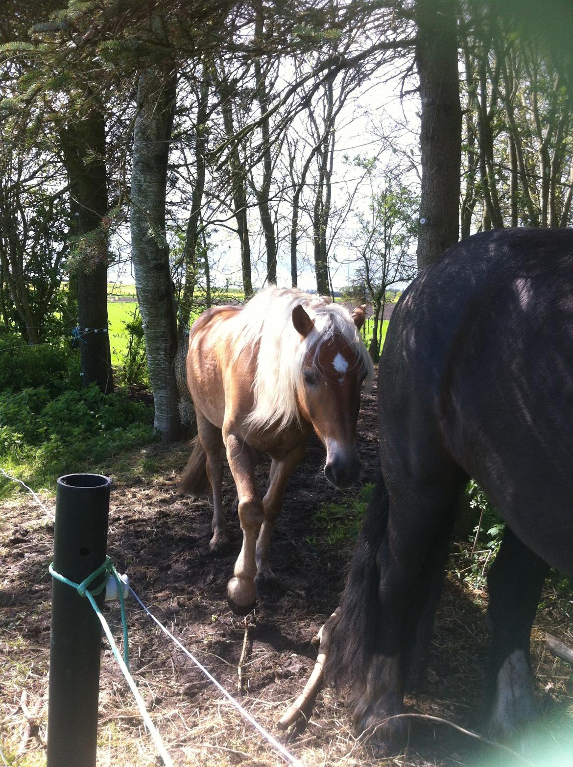 Haflinger Nam Nam billede 21