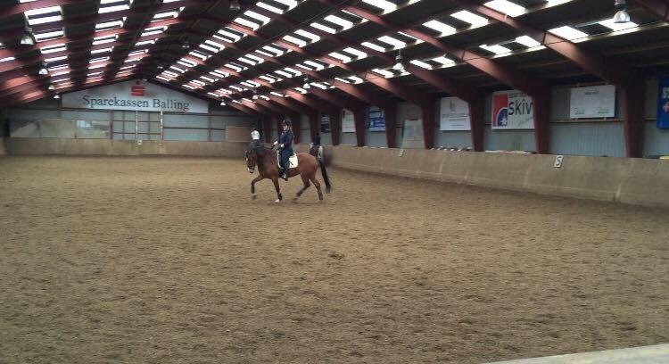 Welsh Cob (sec D) Tireve Bossman  billede 19