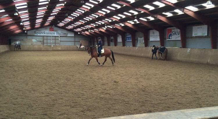 Welsh Cob (sec D) Tireve Bossman  billede 18