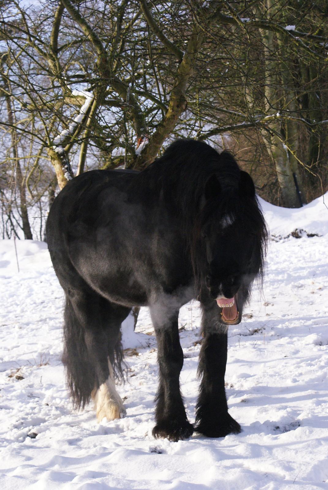 Irish Cob Crossbreed Thor billede 17