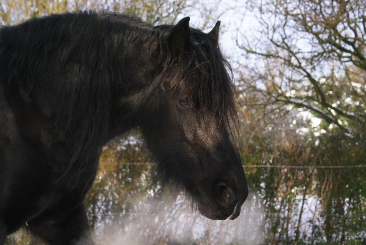 Irish Cob Crossbreed Thor billede 19