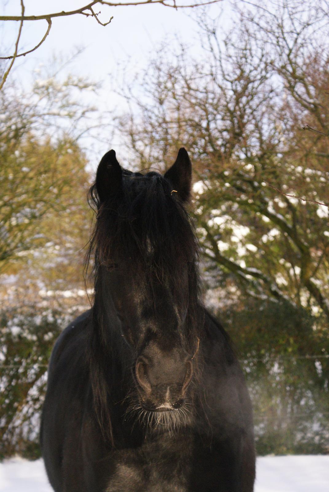 Irish Cob Crossbreed Thor billede 21