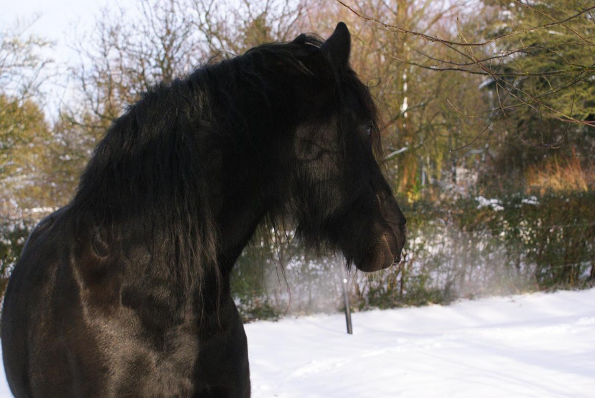 Irish Cob Crossbreed Thor billede 23