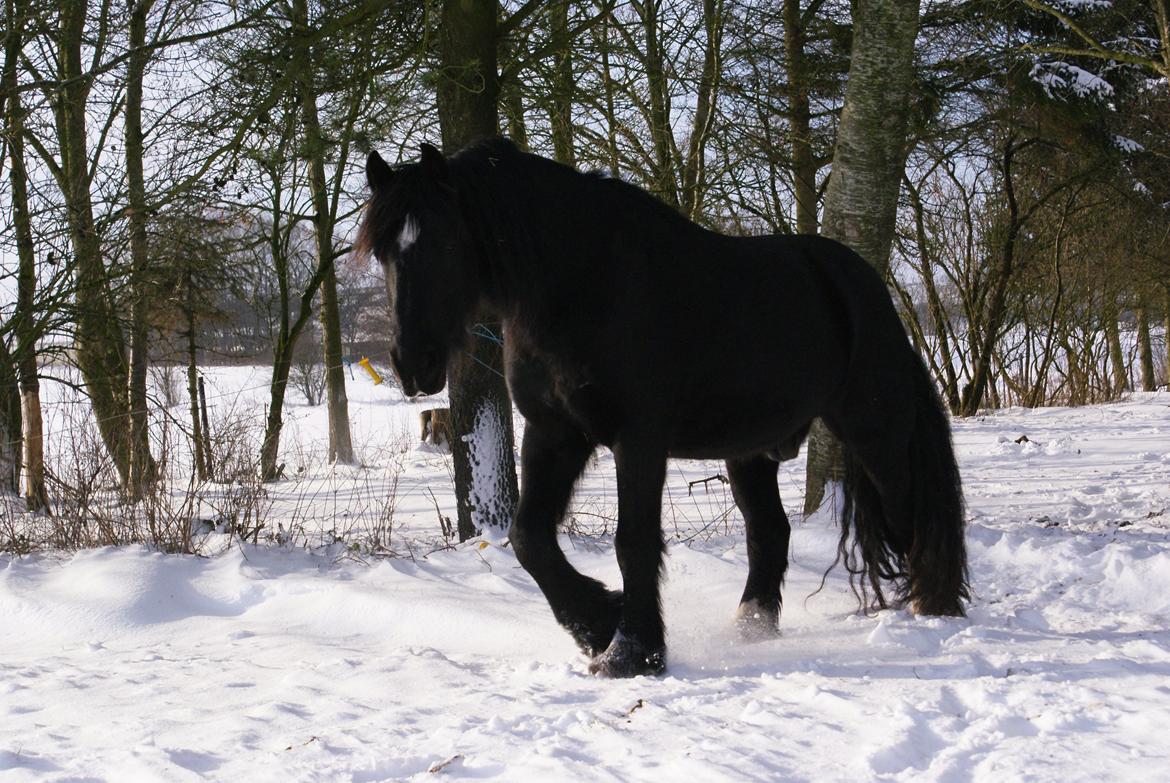 Irish Cob Crossbreed Thor billede 24