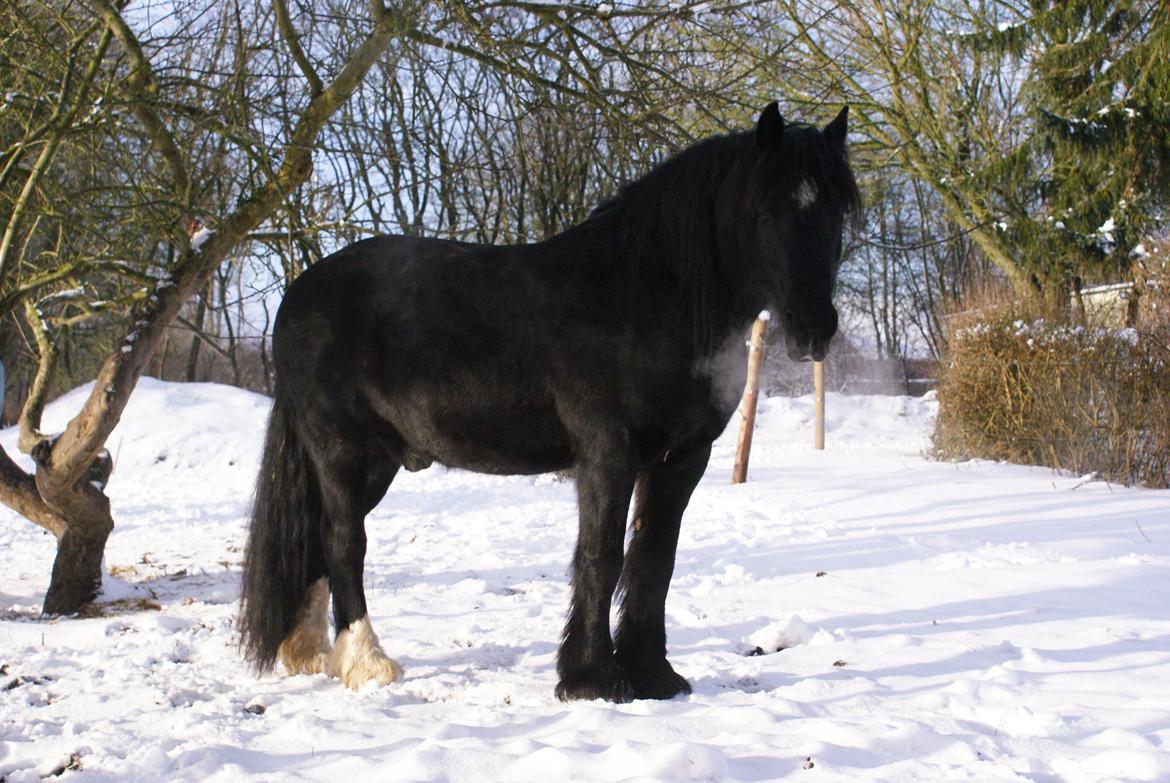 Irish Cob Crossbreed Thor billede 18