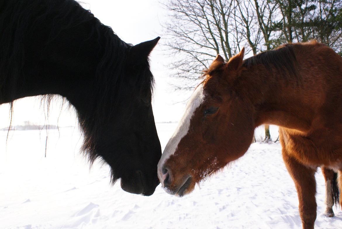 Irish Cob Crossbreed Thor billede 26