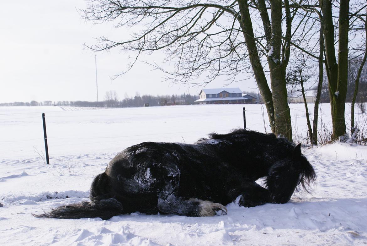 Irish Cob Crossbreed Thor billede 31