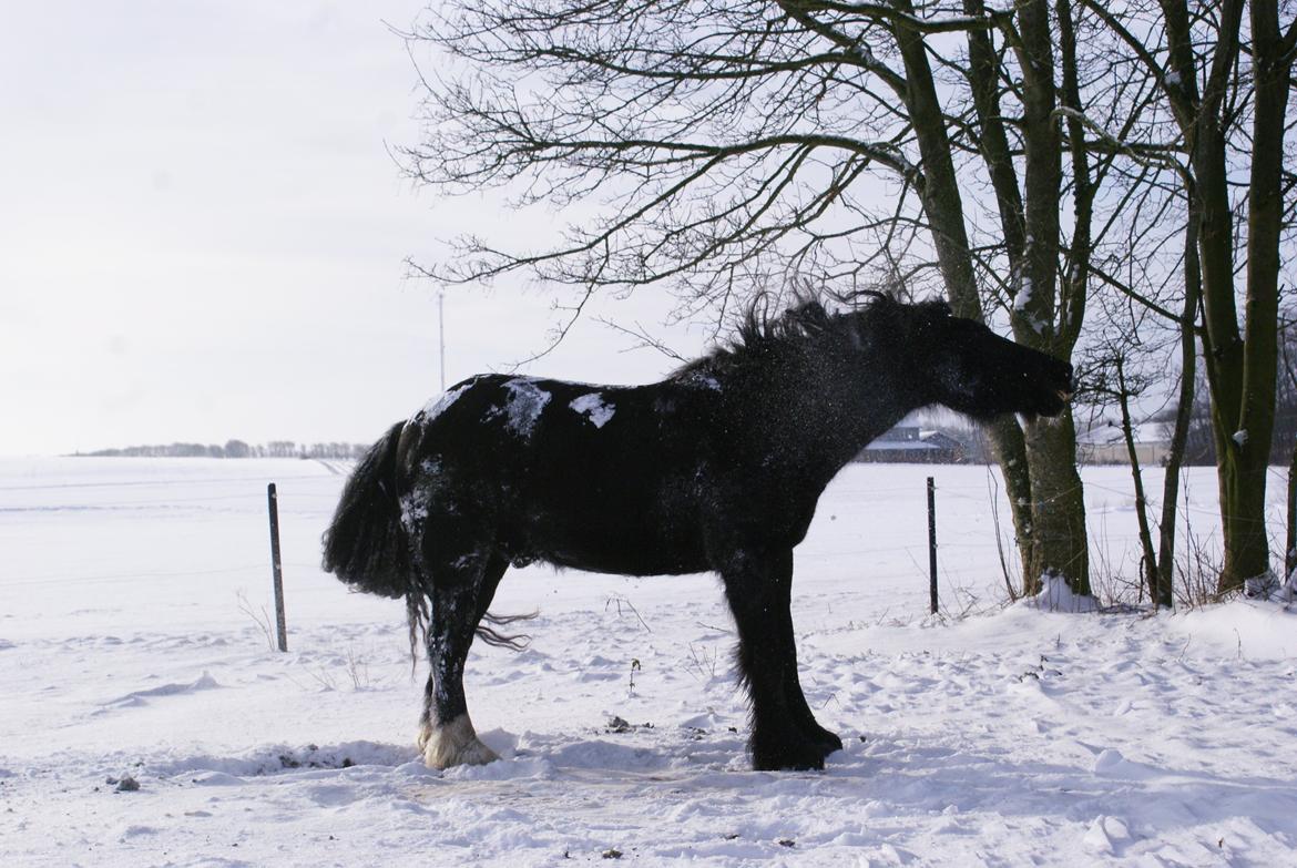 Irish Cob Crossbreed Thor billede 32