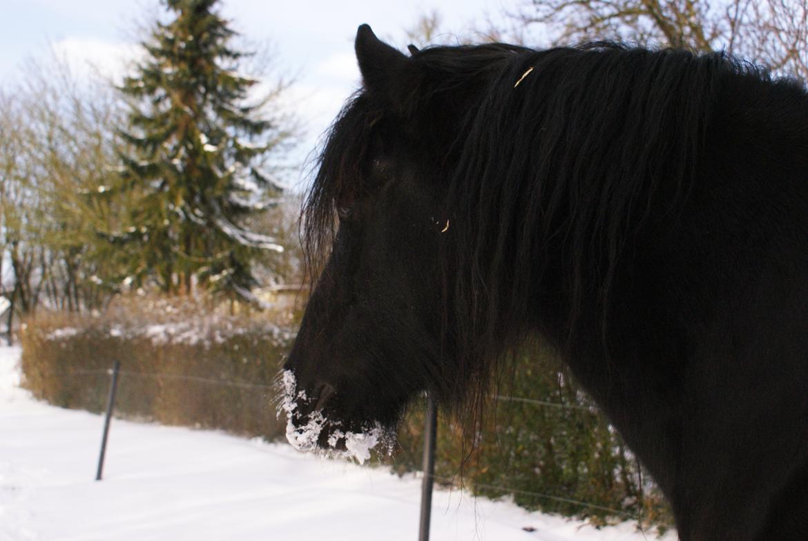 Irish Cob Crossbreed Thor billede 33