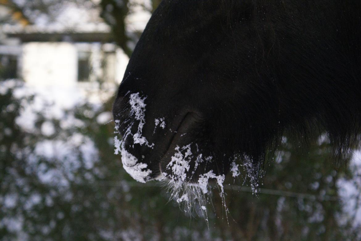 Irish Cob Crossbreed Thor billede 34