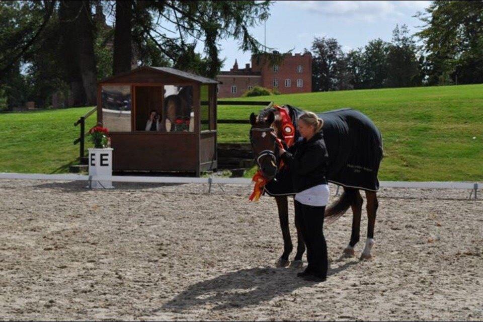 Trakehner Koket Sct. Olav billede 10