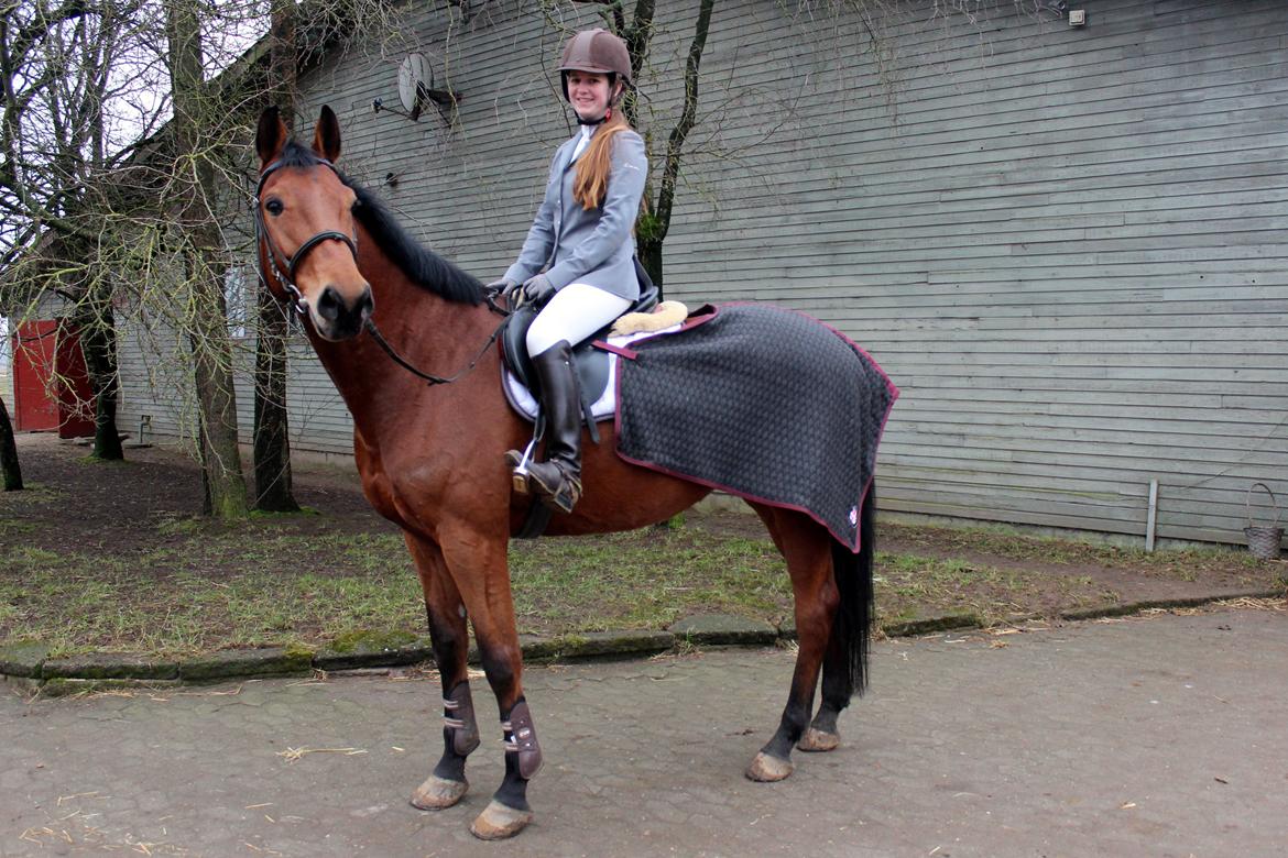 Dansk Varmblod Carneval G billede 12