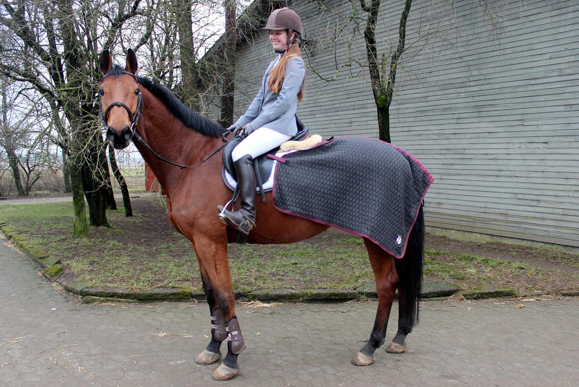 Dansk Varmblod Carneval G billede 8