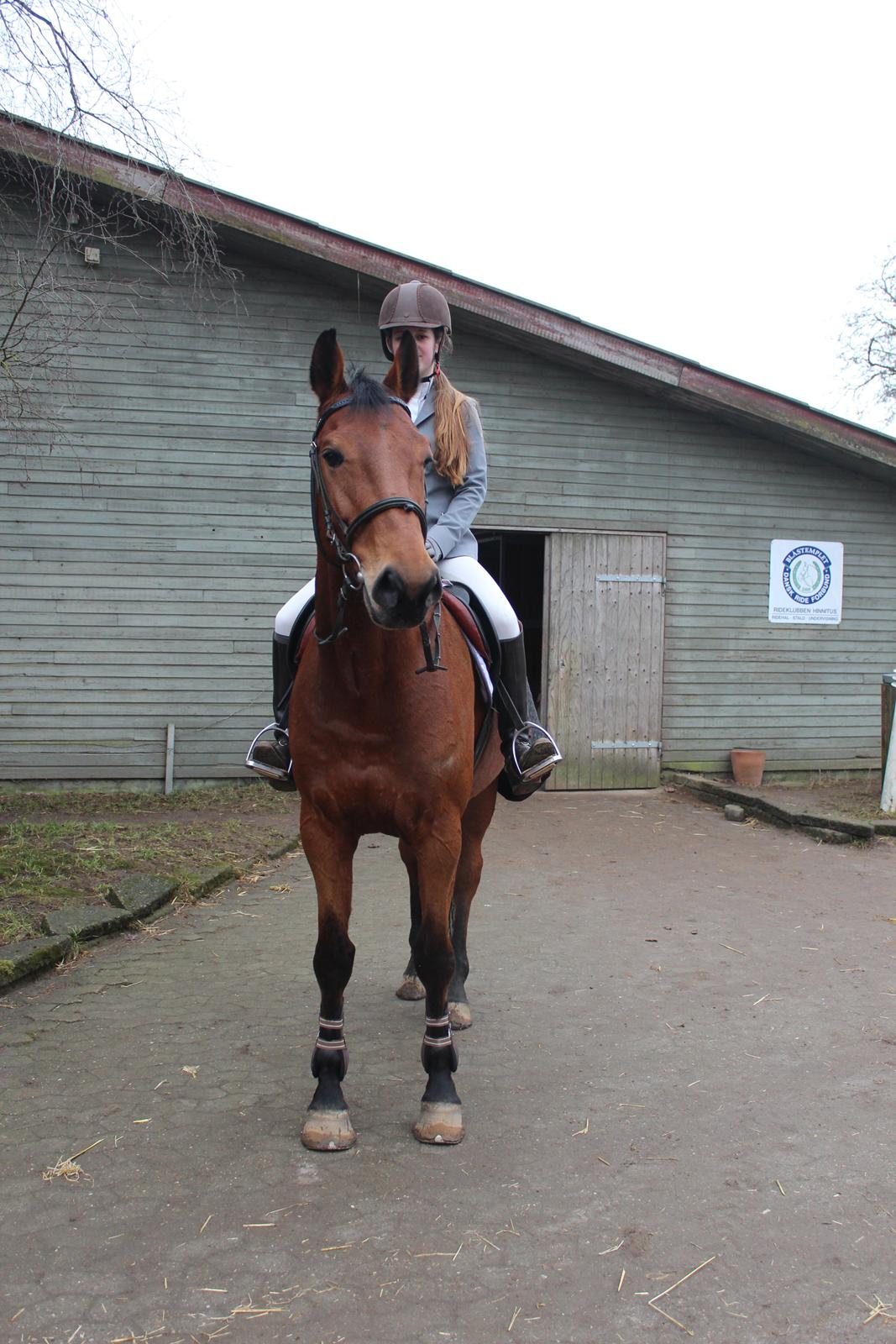 Dansk Varmblod Carneval G billede 18