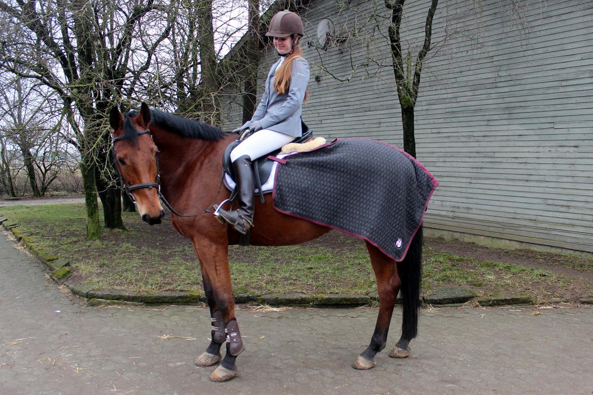 Dansk Varmblod Carneval G billede 15