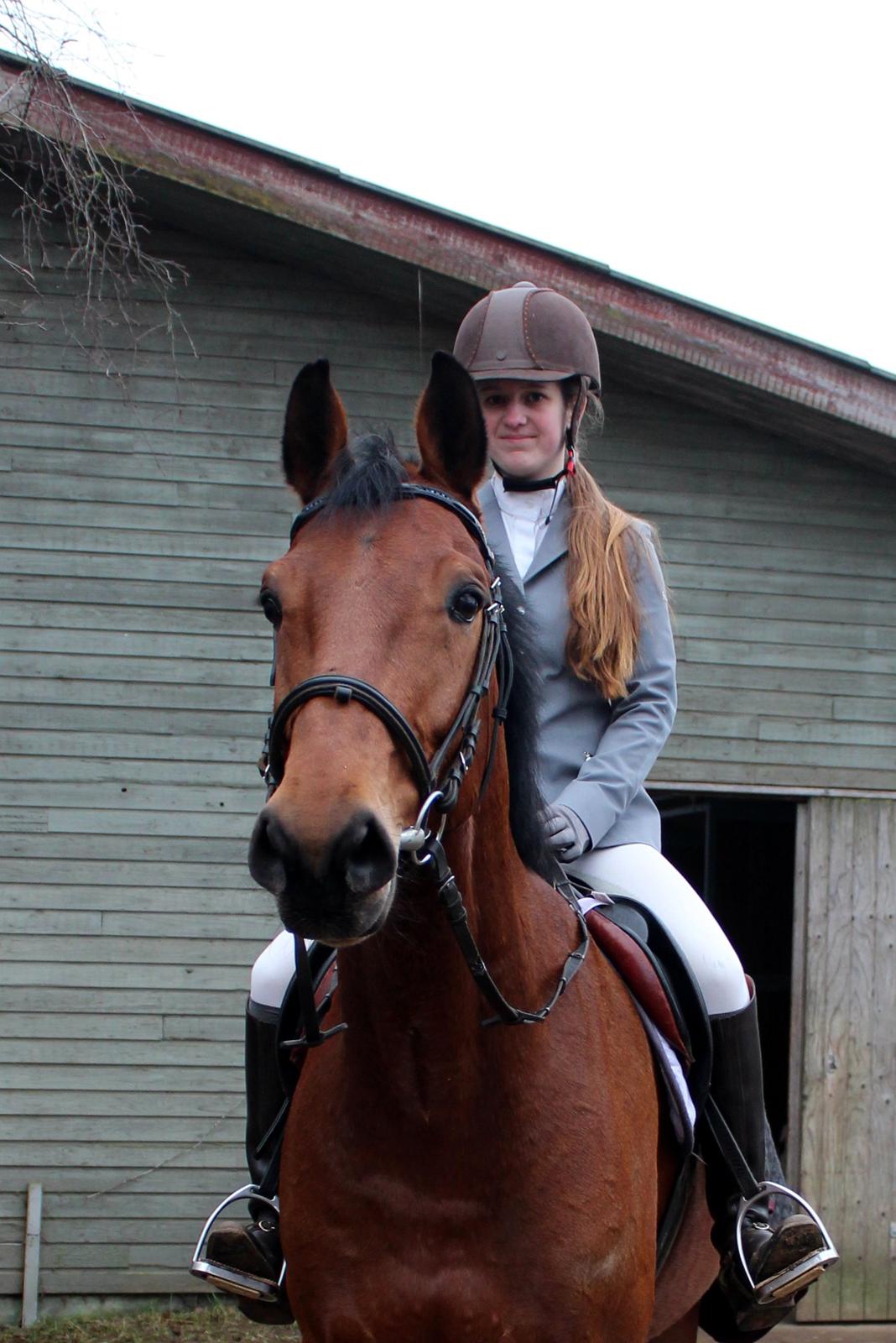 Dansk Varmblod Carneval G billede 21