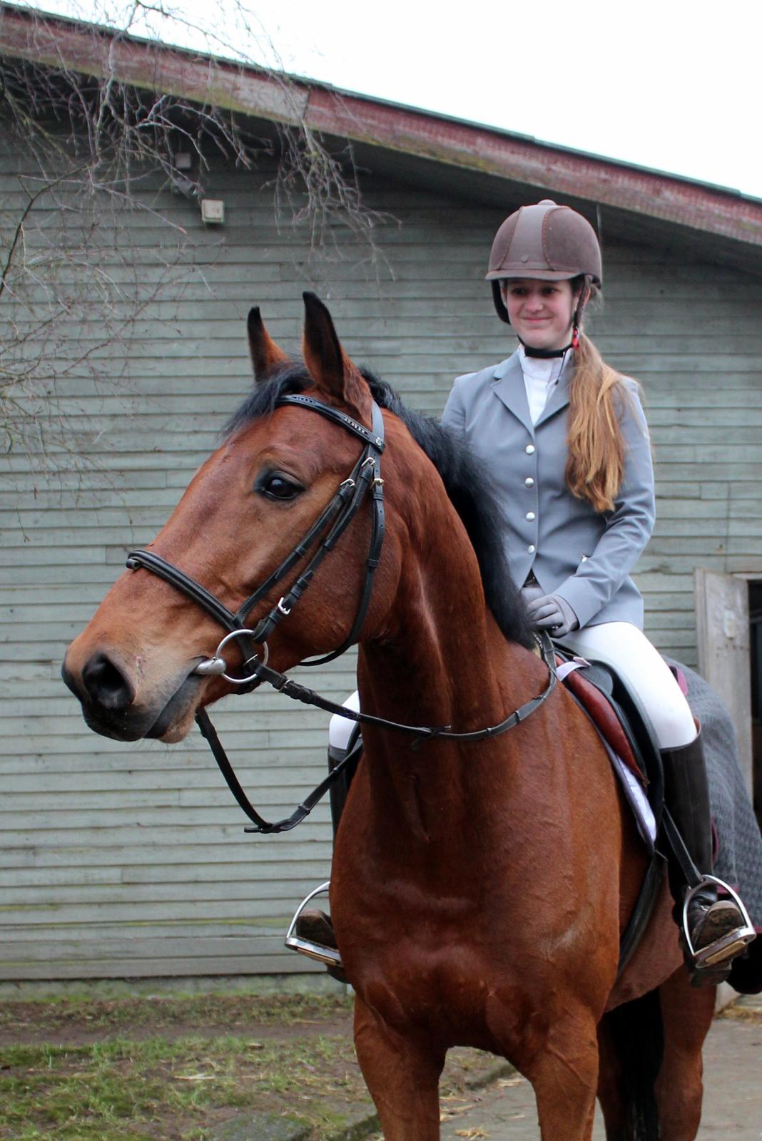 Dansk Varmblod Carneval G billede 1