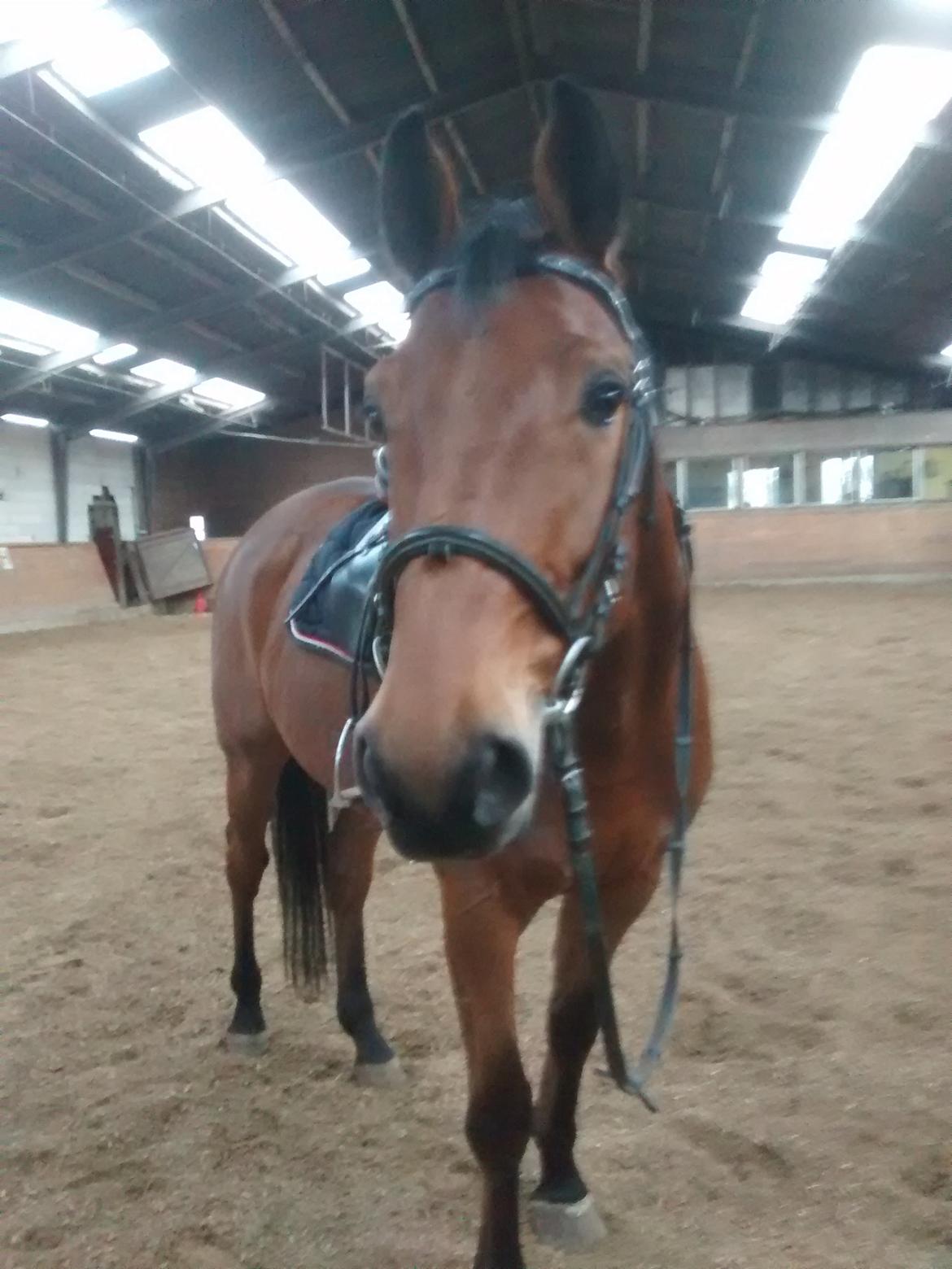 Dansk Varmblod Carneval G billede 10