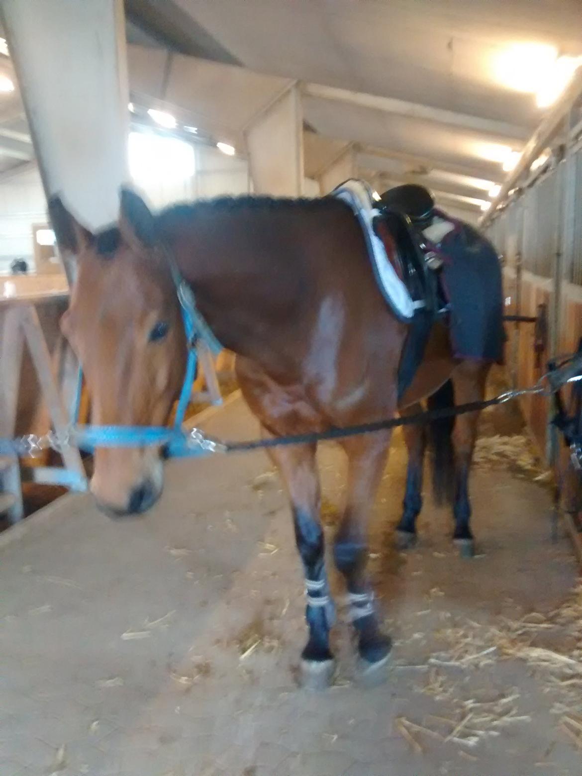 Dansk Varmblod Carneval G billede 17