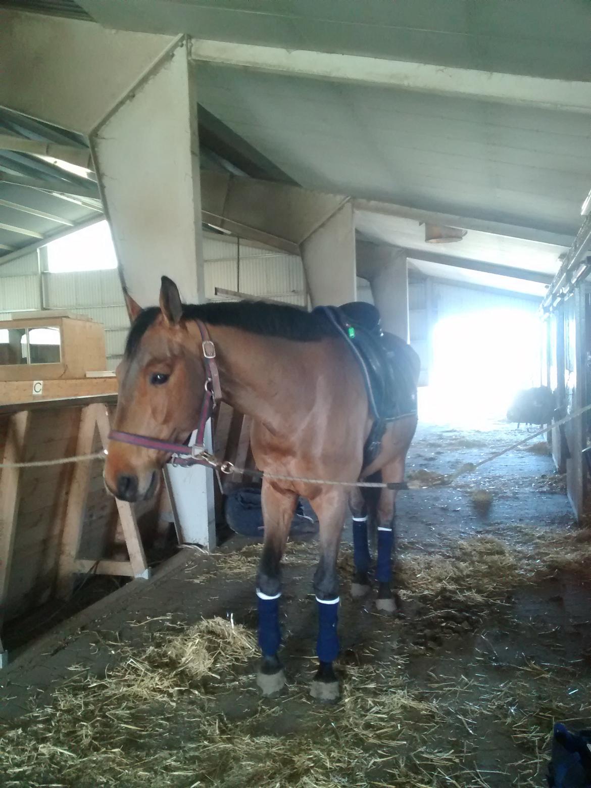 Dansk Varmblod Carneval G billede 22