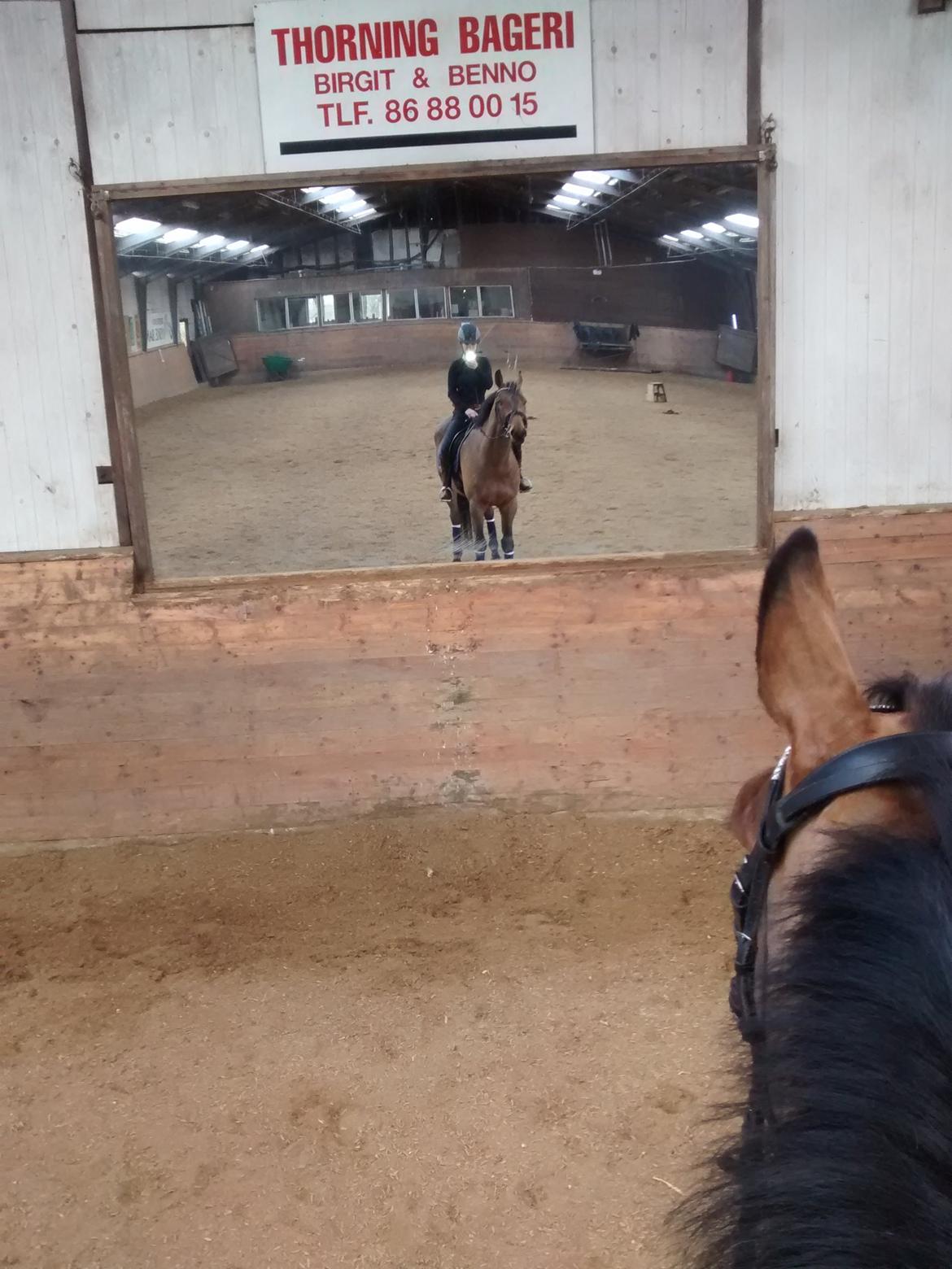 Dansk Varmblod Carneval G billede 26