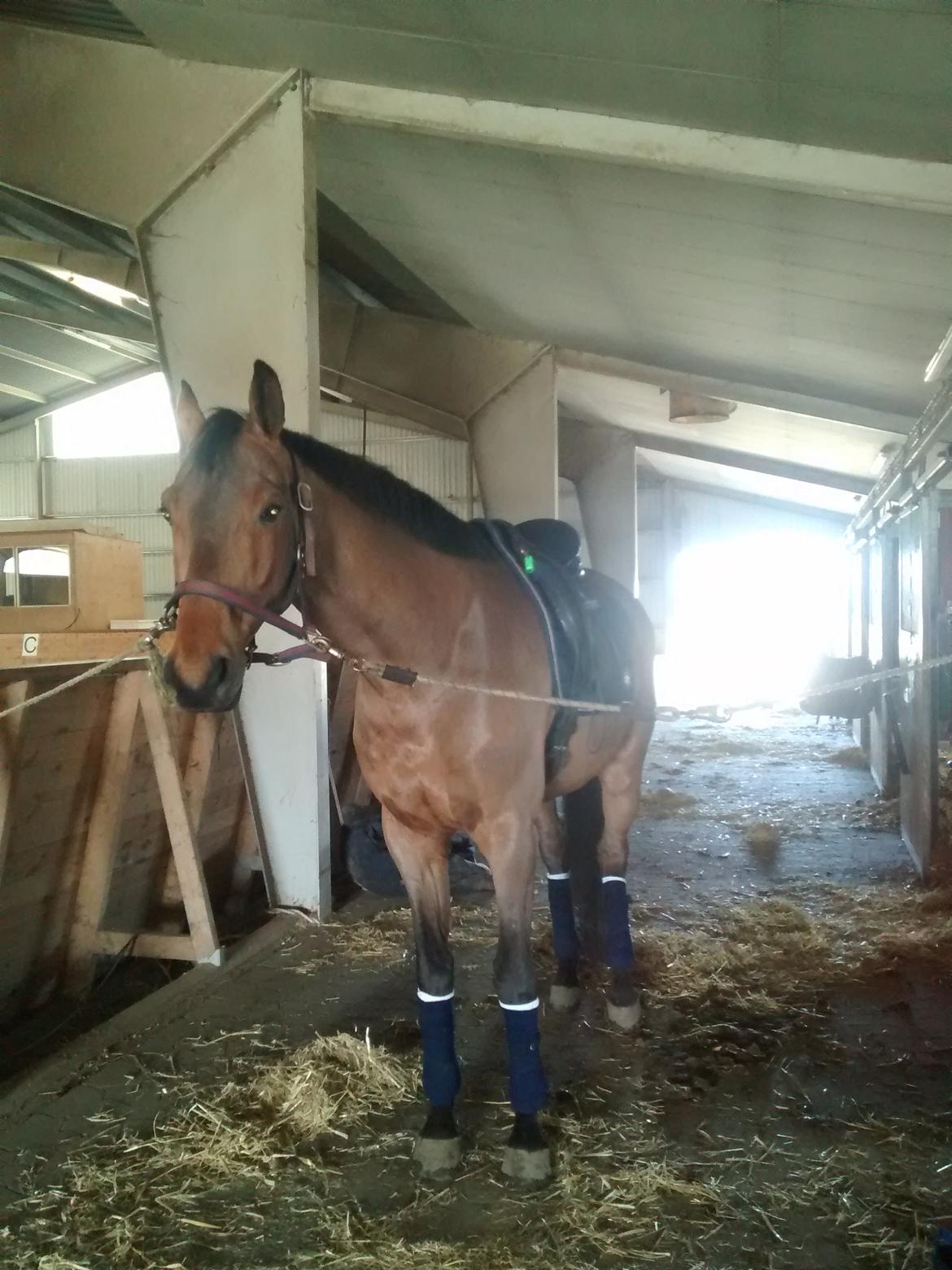 Dansk Varmblod Carneval G billede 24