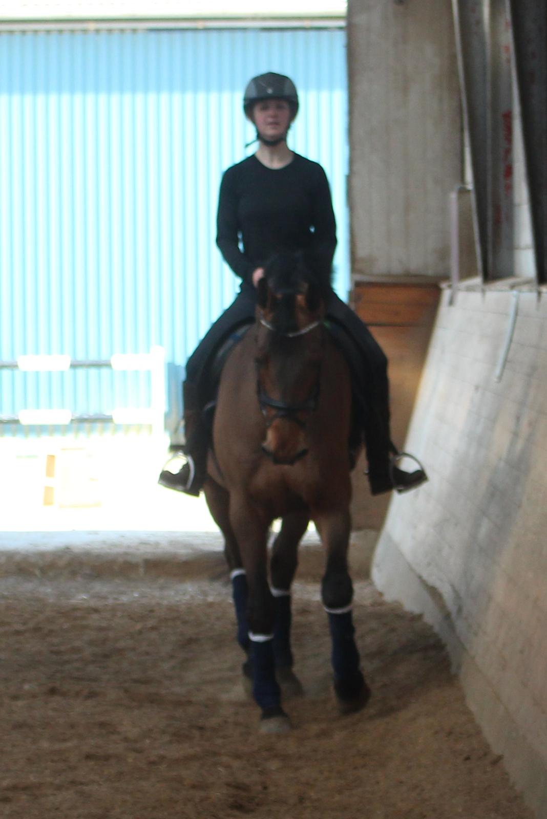 Dansk Varmblod Carneval G billede 20