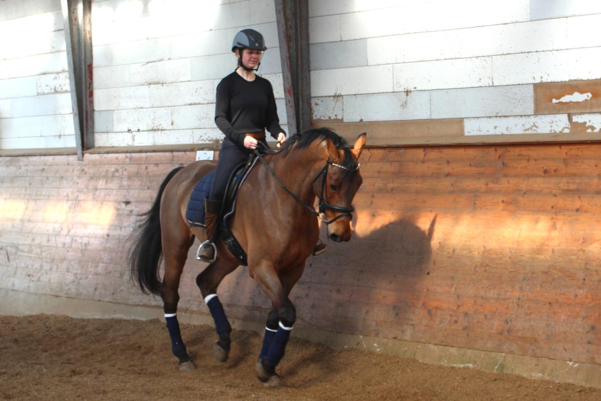 Dansk Varmblod Carneval G billede 4