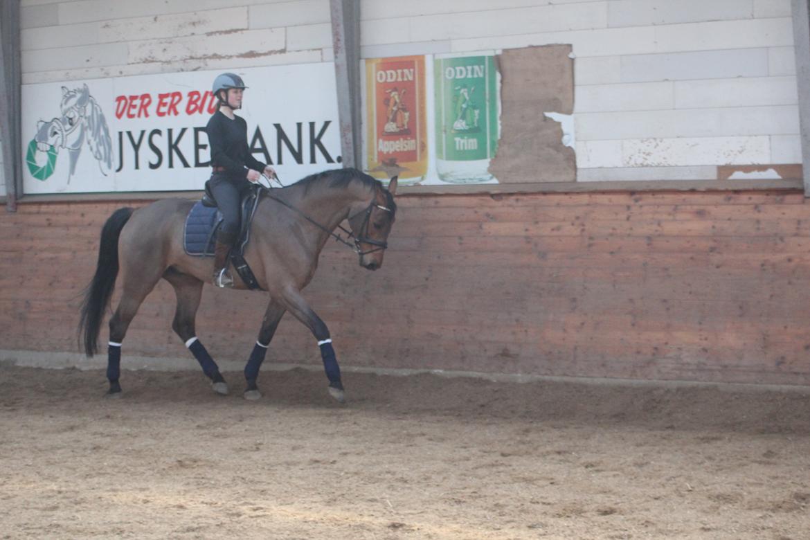 Dansk Varmblod Carneval G billede 28