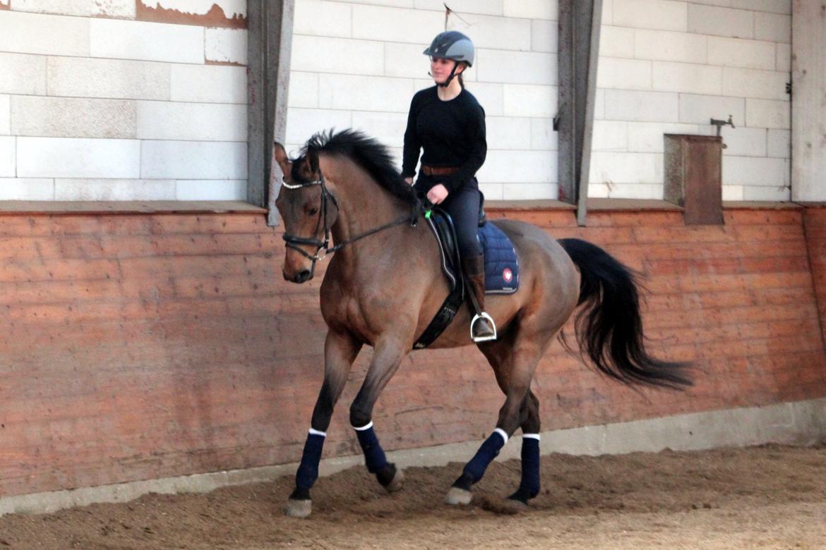 Dansk Varmblod Carneval G billede 6