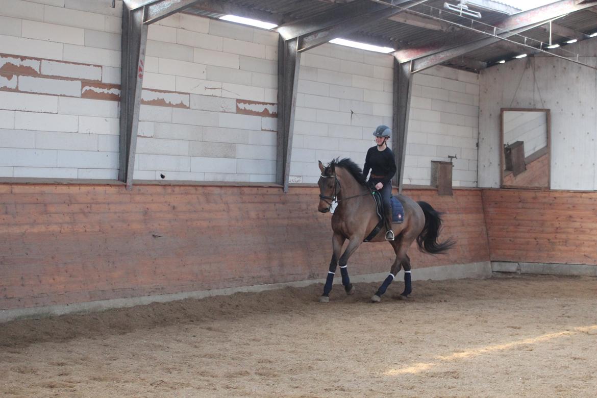 Dansk Varmblod Carneval G billede 23