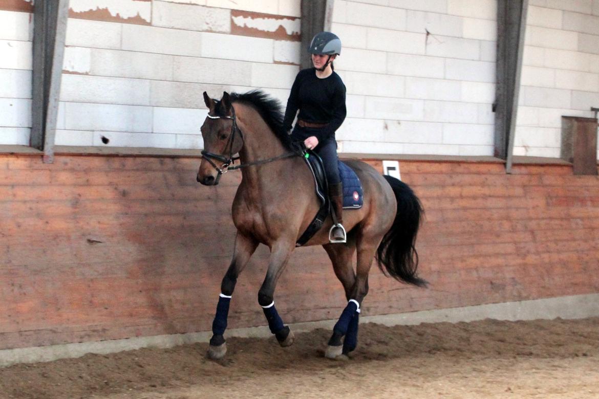 Dansk Varmblod Carneval G billede 13