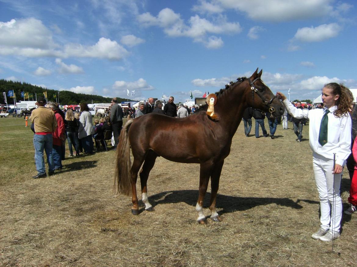 Welsh Partbred (Sec F) Fiango W billede 10