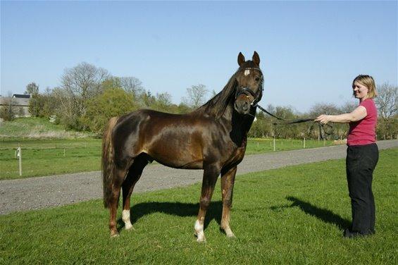 Welsh Partbred (Sec F) Fiango W billede 11